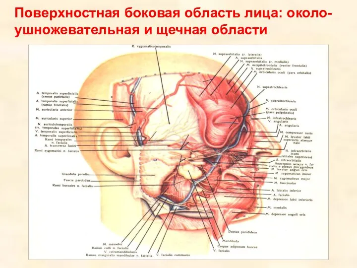 Поверхностная боковая область лица: около-ушножевательная и щечная области