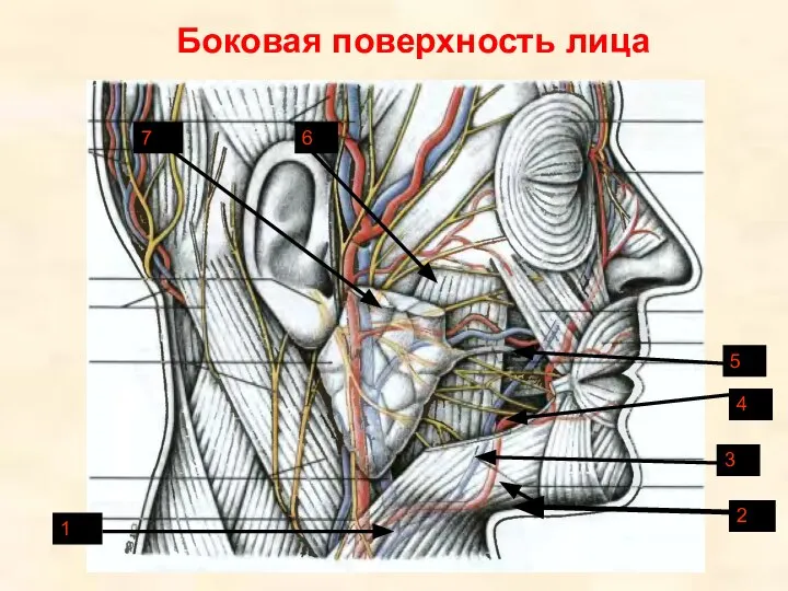 Боковая поверхность лица 1 2 3 4 5 6 7