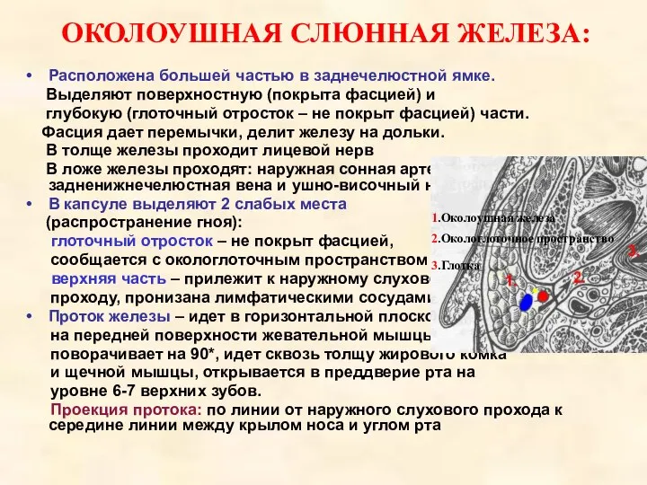 ОКОЛОУШНАЯ СЛЮННАЯ ЖЕЛЕЗА: Расположена большей частью в заднечелюстной ямке. Выделяют поверхностную