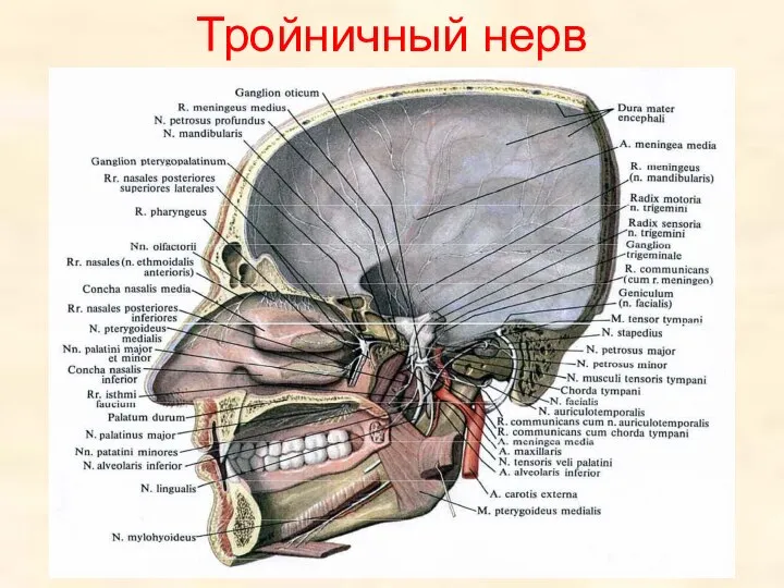 Тройничный нерв