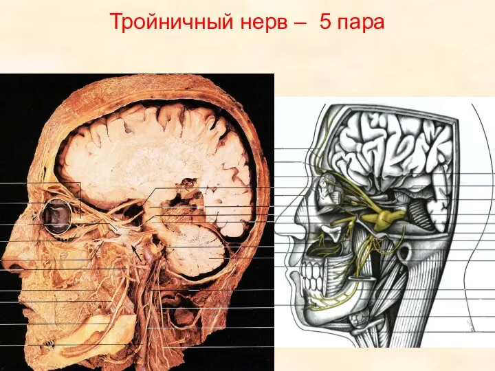 Тройничный нерв – 5 пара