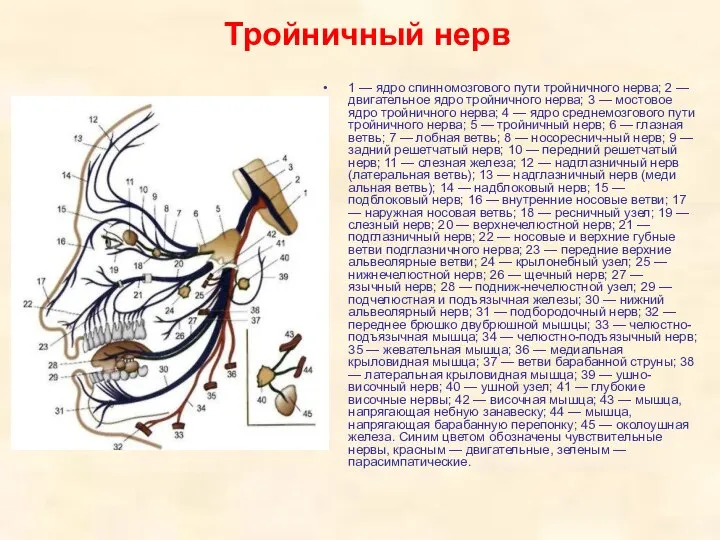 1 — ядро спинномозгового пути тройничного нерва; 2 — двигательное ядро