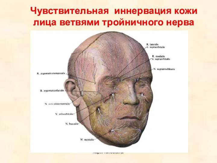 Чувствительная иннервация кожи лица ветвями тройничного нерва http://4anosia.ru/