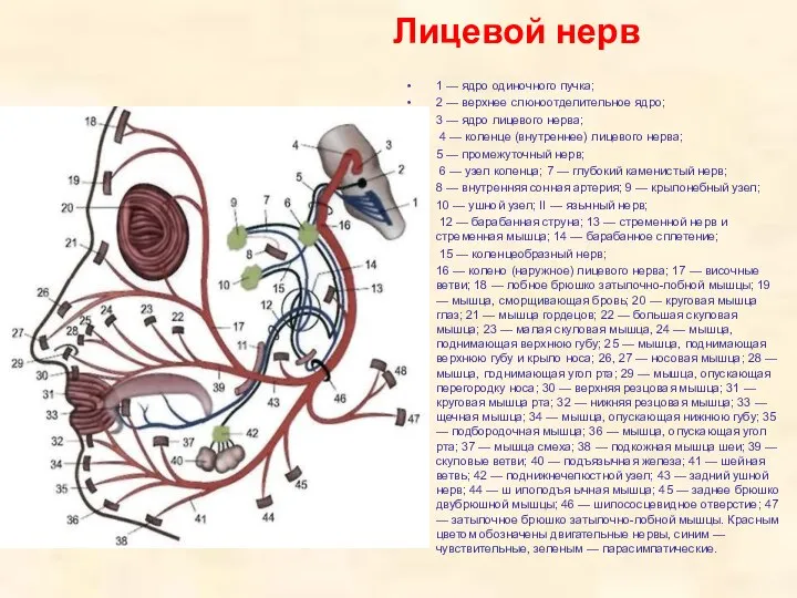 1 — ядро одиночного пучка; 2 — верхнее слюноотделительное ядро; 3