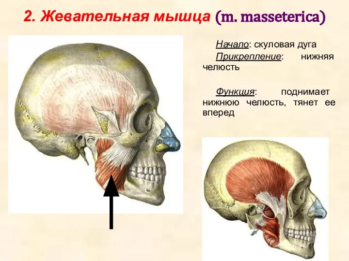 2. Жевательная мышца (m. masseterica) Начало: скуловая дуга Прикрепление: нижняя челюсть