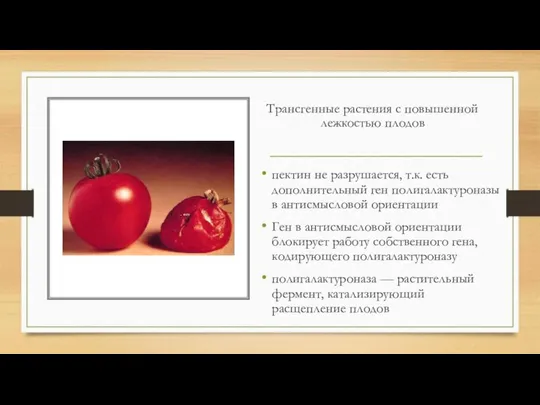 Трансгенные растения с повышенной лежкостью плодов пектин не разрушается, т.к. есть