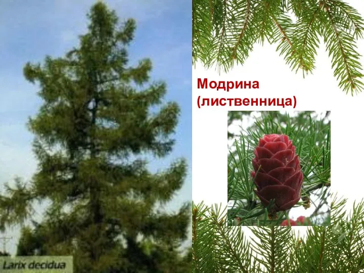 Модрина (лиственница)