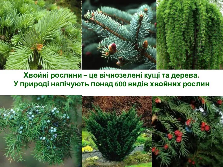 Хвойні рослини – це вічнозелені кущі та дерева. У природі налічують понад 600 видів хвойних рослин