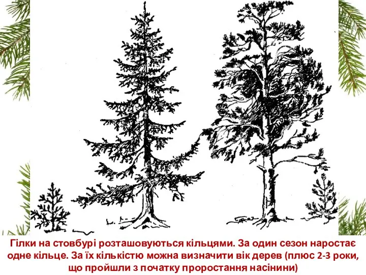 Гілки на стовбурі розташовуються кільцями. За один сезон наростає одне кільце.