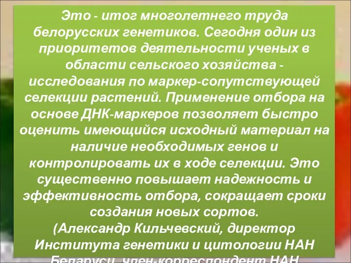 Это - итог многолетнего труда белорусских генетиков. Сегодня один из приоритетов