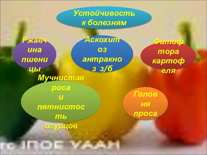 Устойчивость к болезням Ржавчина пшеницы Аскохитоз антракноз з/б Фитофтора картофеля Мучнистая