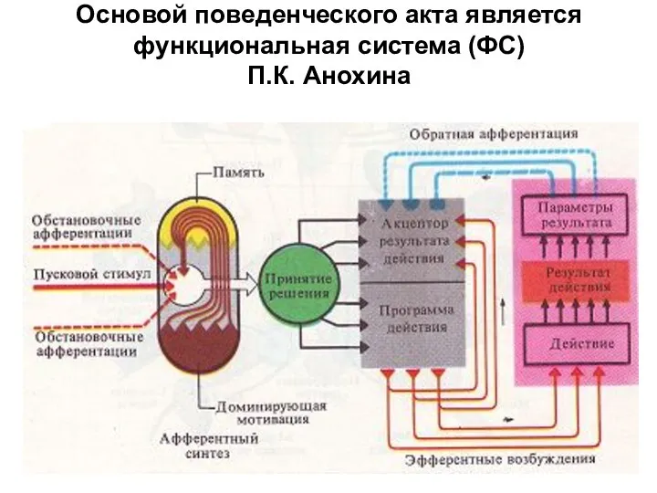 Основой поведенческого акта является функциональная система (ФС) П.К. Анохина