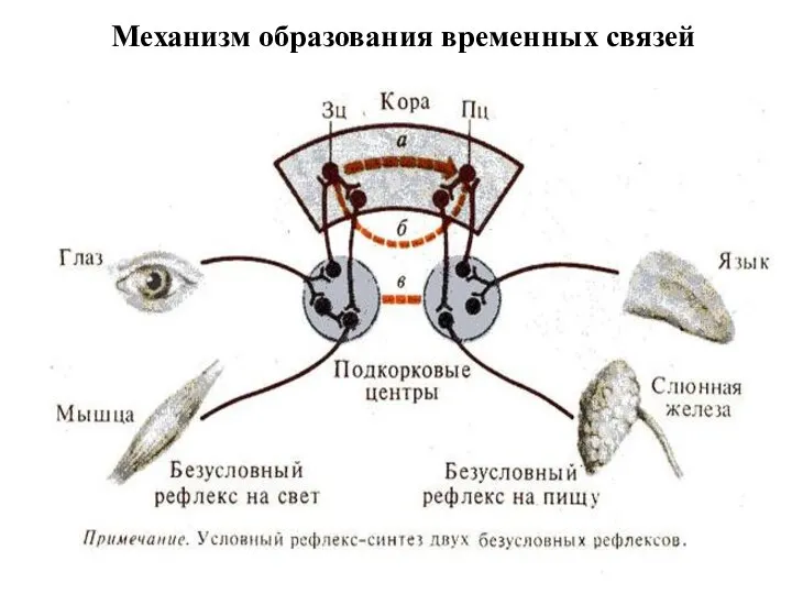 Механизм образования временных связей