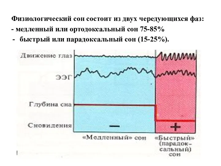 Физиологический сон состоит из двух чередующихся фаз: - медленный или ортодоксальный