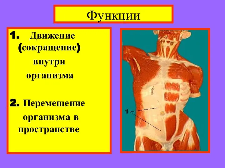 Функции 1. Движение (сокращение) внутри организма 2. Перемещение организма в пространстве