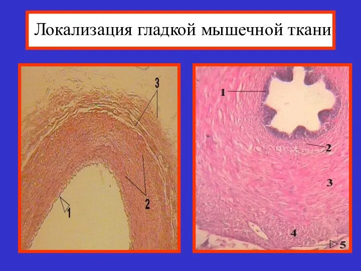 Локализация гладкой мышечной ткани