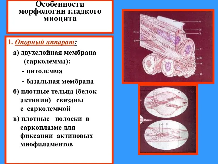 Особенности морфологии гладкого миоцита 1. Опорный аппарат: а) двухслойная мембрана (сарколемма):