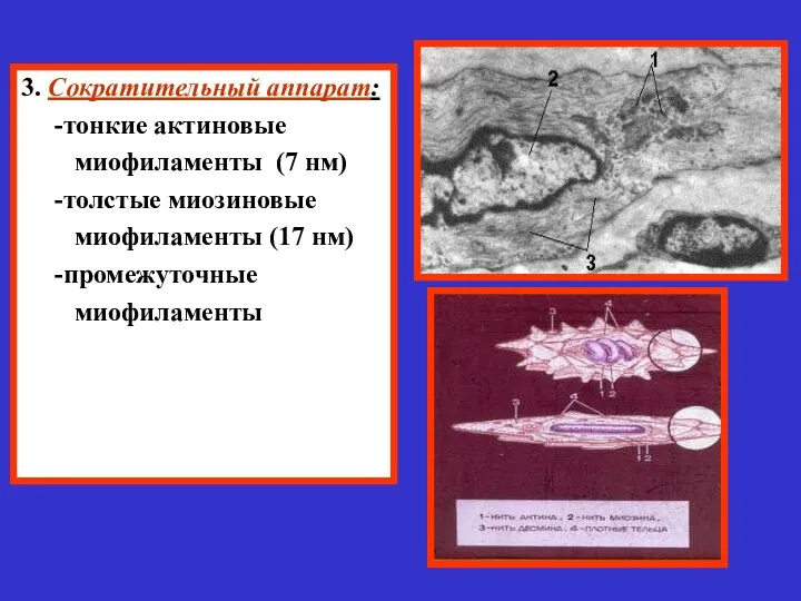 3. Сократительный аппарат: -тонкие актиновые миофиламенты (7 нм) -толстые миозиновые миофиламенты (17 нм) -промежуточные миофиламенты