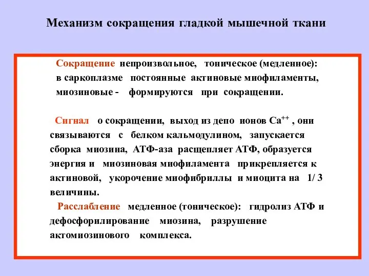 Механизм сокращения гладкой мышечной ткани Сокращение непроизвольное, тоническое (медленное): в саркоплазме