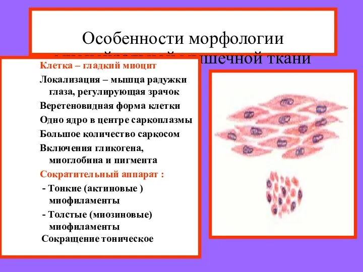 Особенности морфологии мионейральной мышечной ткани Клетка – гладкий миоцит Локализация –