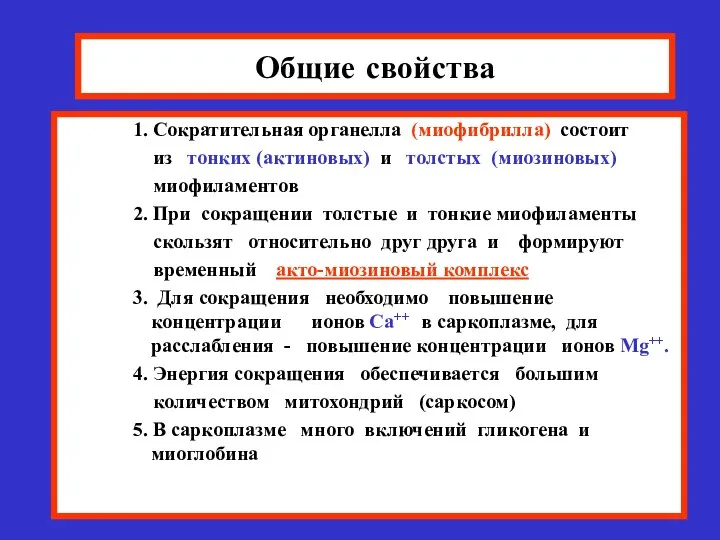 Общие свойства 1. Сократительная органелла (миофибрилла) состоит из тонких (актиновых) и