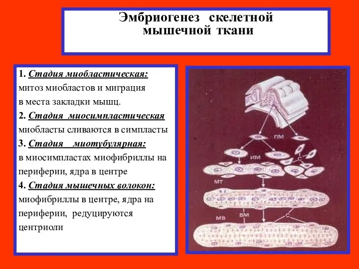 Эмбриогенез скелетной мышечной ткани 1. Стадия миобластическая: митоз миобластов и миграция