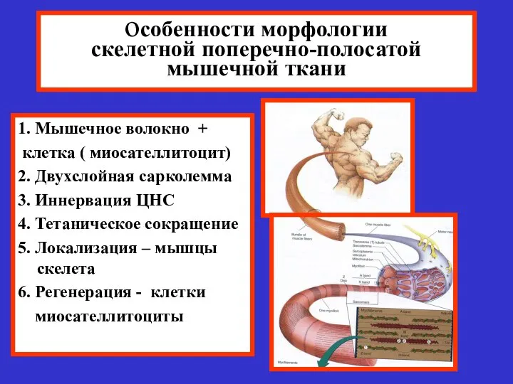 особенности морфологии скелетной поперечно-полосатой мышечной ткани 1. Мышечное волокно + клетка