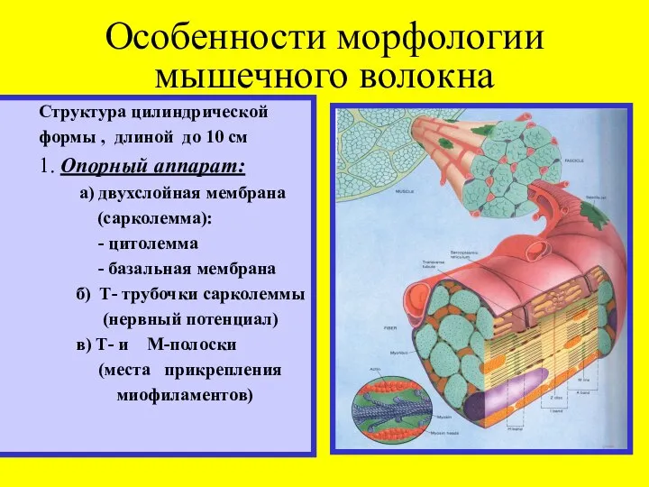 Особенности морфологии мышечного волокна Структура цилиндрической формы , длиной до 10