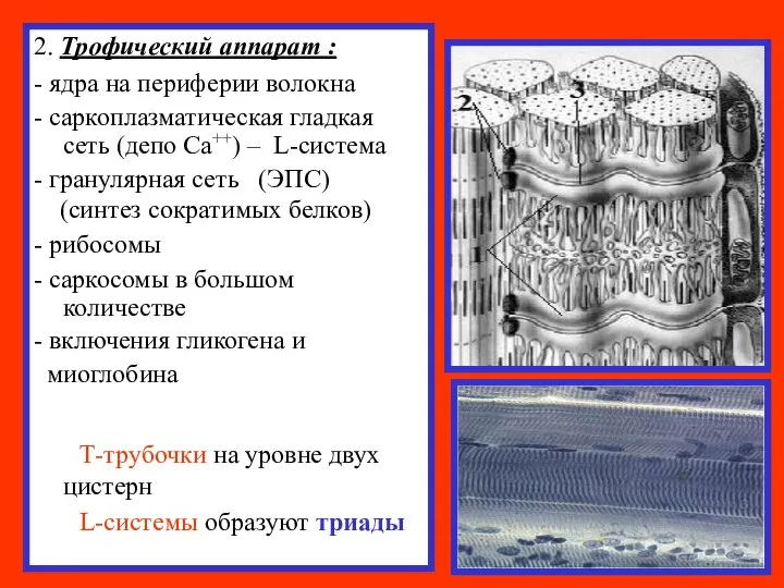 2. Трофический аппарат : - ядра на периферии волокна - саркоплазматическая