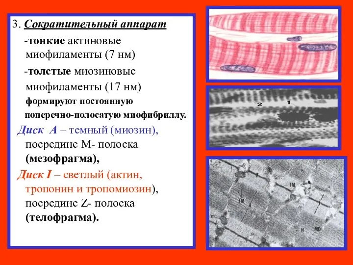 3. Сократительный аппарат -тонкие актиновые миофиламенты (7 нм) -толстые миозиновые миофиламенты