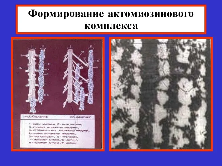 Формирование актомиозинового комплекса