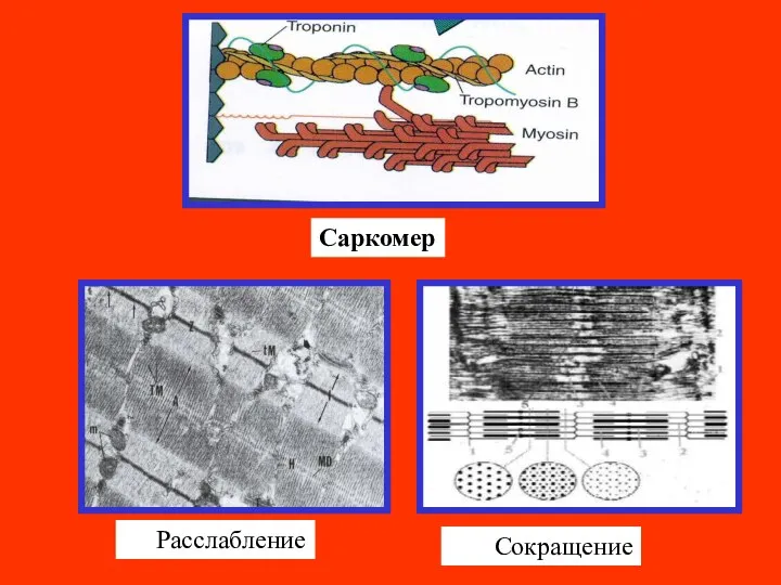 Саркомер Расслабление Сокращение