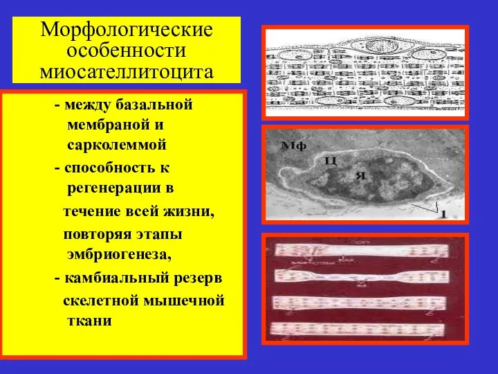 Морфологические особенности миосателлитоцита - между базальной мембраной и сарколеммой - способность