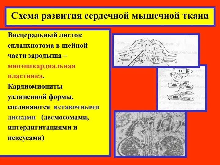 Схема развития сердечной мышечной ткани Висцеральный листок спланхнотома в шейной части