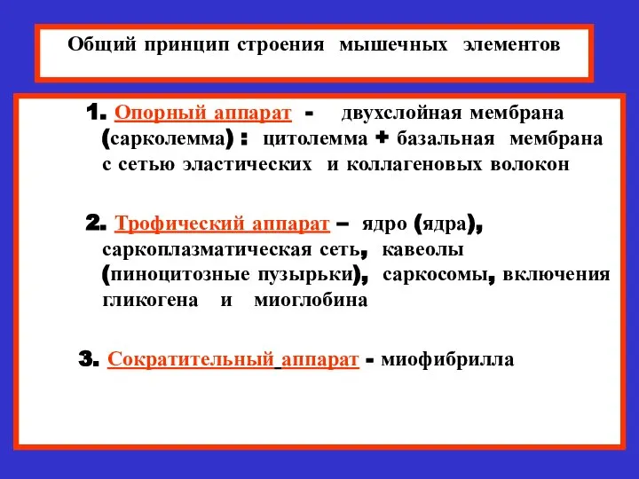 Общий принцип строения мышечных элементов 1. Опорный аппарат - двухслойная мембрана