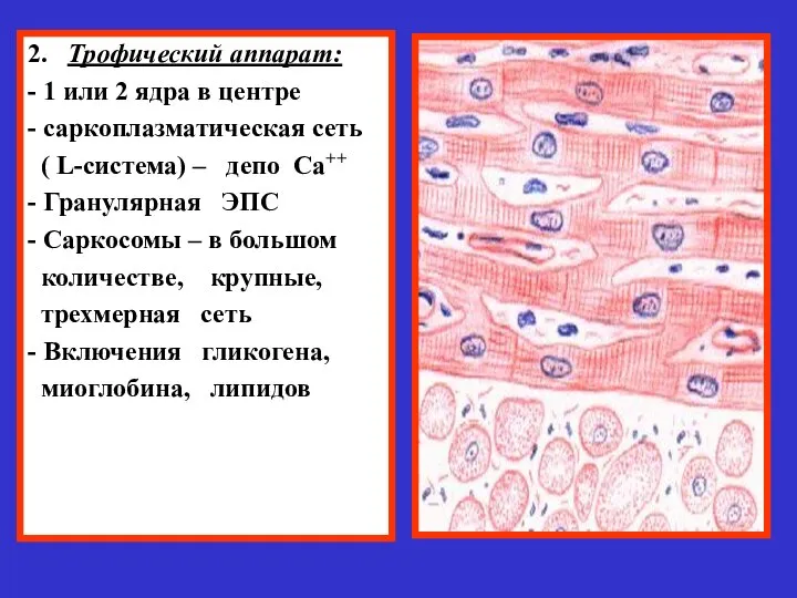 2. Трофический аппарат: - 1 или 2 ядра в центре -