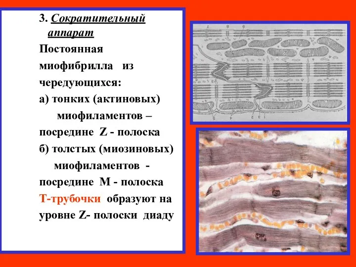 3. Сократительный аппарат Постоянная миофибрилла из чередующихся: а) тонких (актиновых) миофиламентов