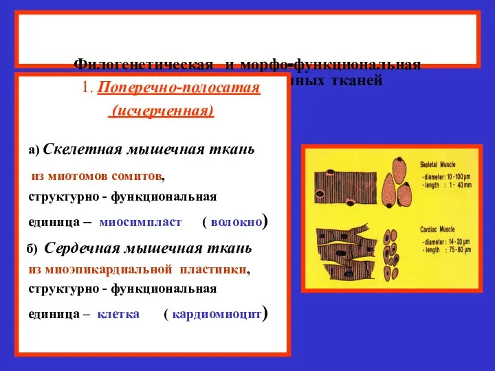 Филогенетическая и морфо-функциональная классификация мышечных тканей 1. Поперечно-полосатая (исчерченная) а) Скелетная