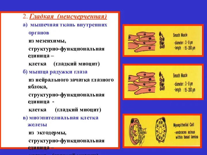 2. Гладкая (неисчерченная) а) мышечная ткань внутренних органов из мезенхимы, структурно-функциональная