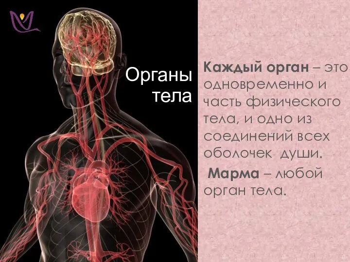 Органы тела … Каждый орган – это одновременно и часть физического