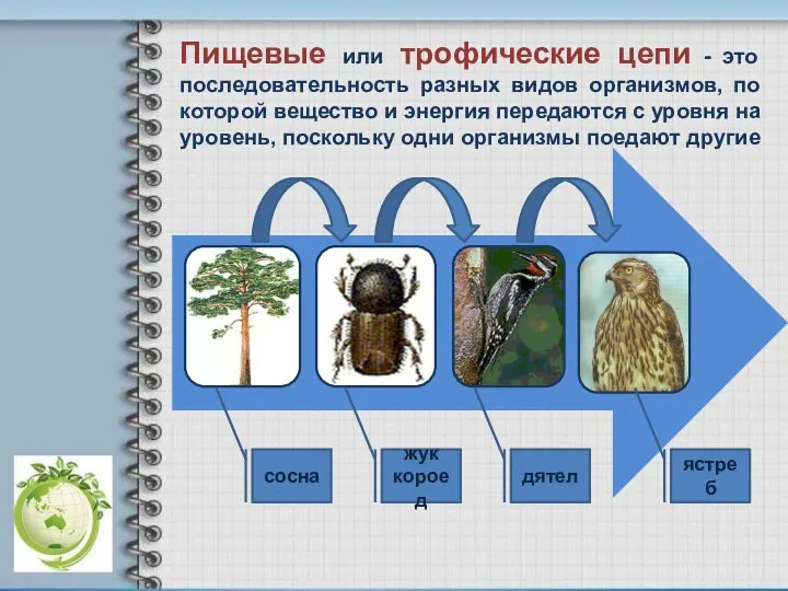 сосна жук короед дятел ястреб Пищевые или трофические цепи - это