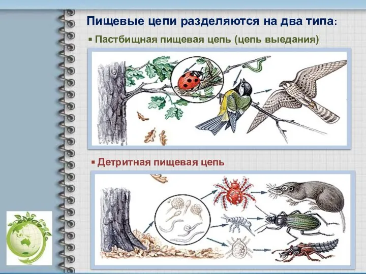 Пищевые цепи разделяются на два типа: Пастбищная пищевая цепь (цепь выедания) Детритная пищевая цепь