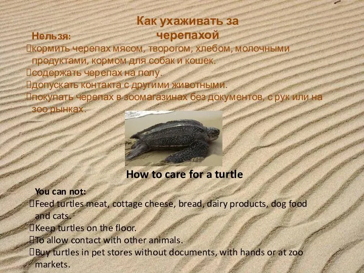 Как ухаживать за черепахой Нельзя: кормить черепах мясом, творогом, хлебом, молочными