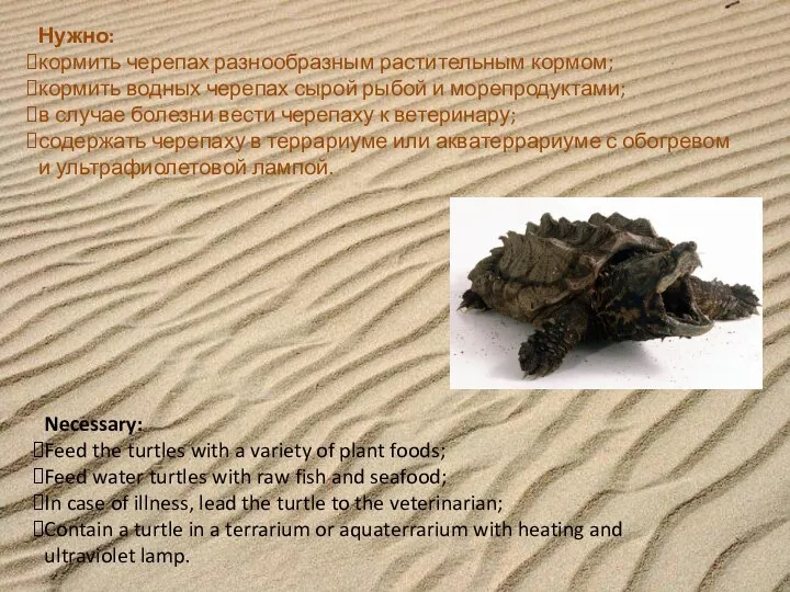 Нужно: кормить черепах разнообразным растительным кормом; кормить водных черепах сырой рыбой