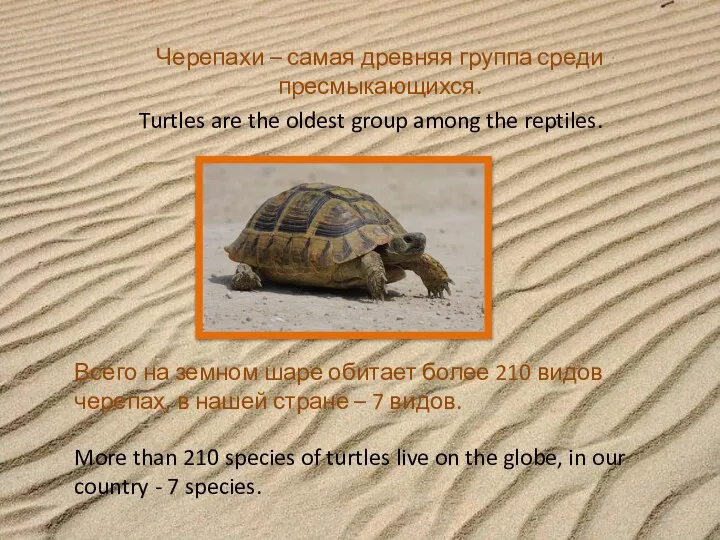 Черепахи – самая древняя группа среди пресмыкающихся. Всего на земном шаре