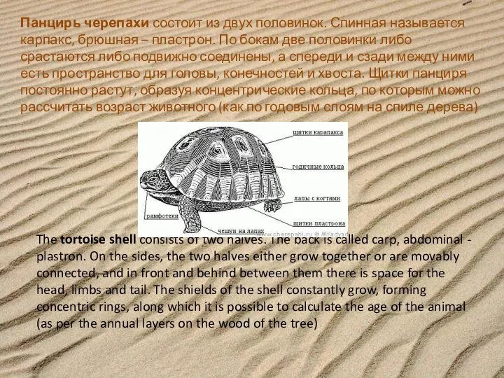 Панцирь черепахи состоит из двух половинок. Спинная называется карпакс, брюшная –