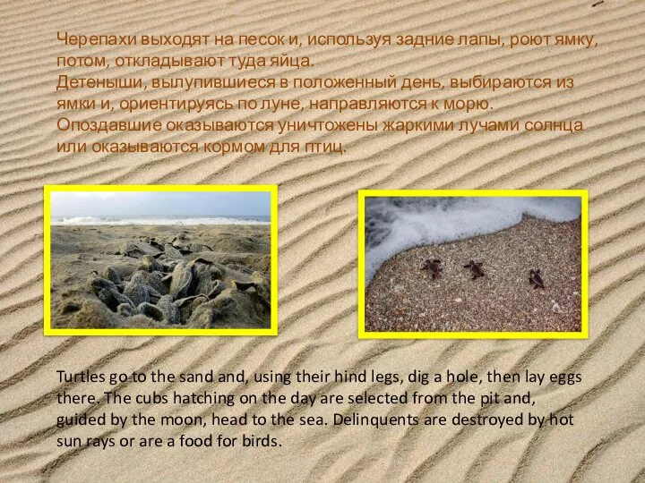 Черепахи выходят на песок и, используя задние лапы, роют ямку, потом,