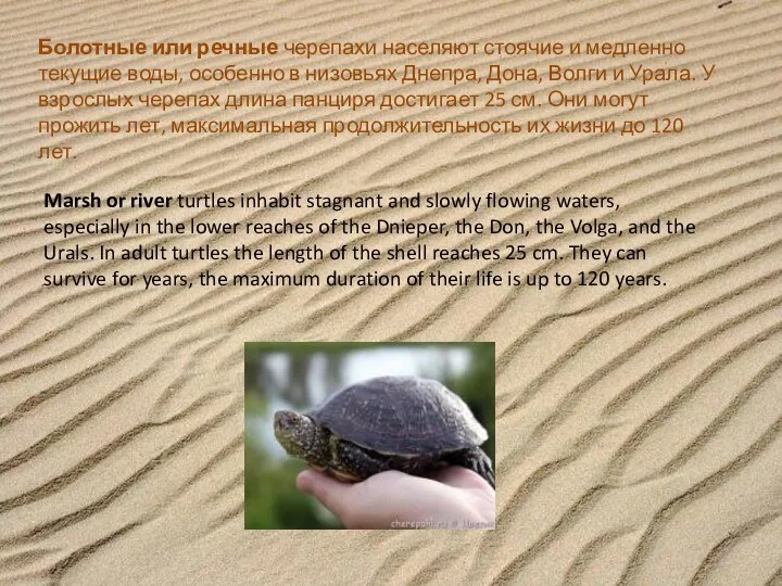 Болотные или речные черепахи населяют стоячие и медленно текущие воды, особенно