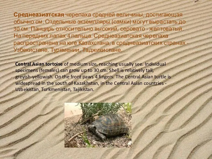 Среднеазиатская черепаха средней величины, достигающая обычно см. Отдельные экземпляры (самки) могут