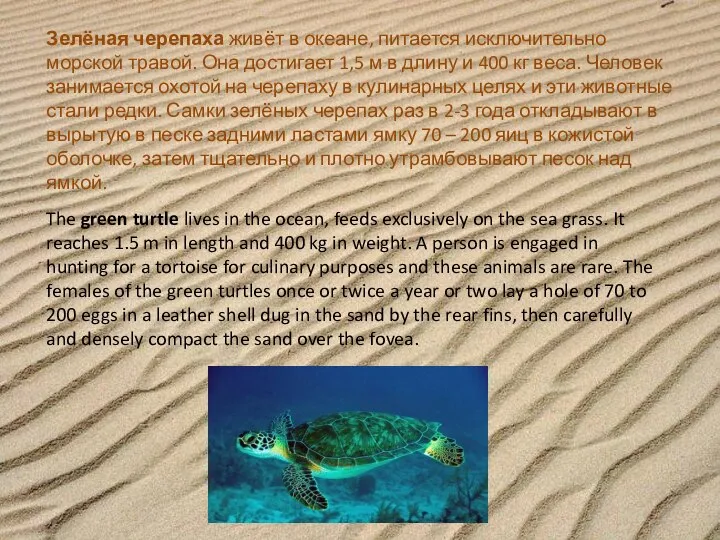Зелёная черепаха живёт в океане, питается исключительно морской травой. Она достигает